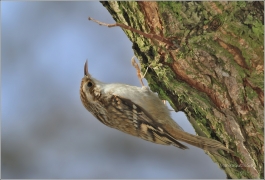 <p>ŠOUPÁLEK DLOUHOPRSTÝ (Certhia familiaris) ----- /Eurasian treecreeper - Waldbaumläufer/</p>